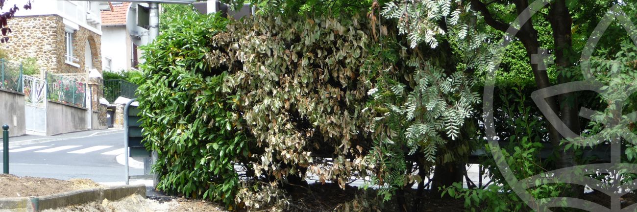 Image illustratrice de l'article