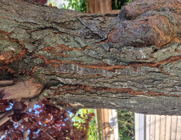 cordons de termites, bien visibles sur un prunus pourpre